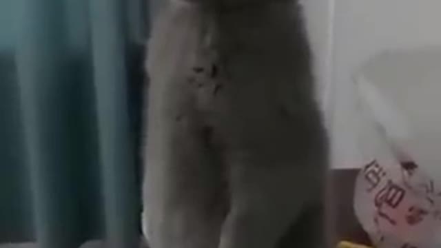 Funniest_ cats _animals_ video 😅😁