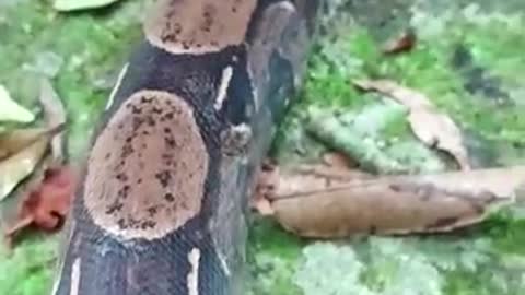SEE THIS SNAKE SO CALM AND CUTE IN DETAILS