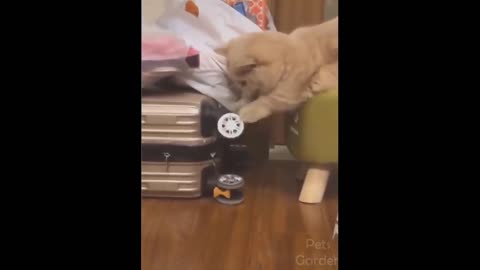 Funny cat