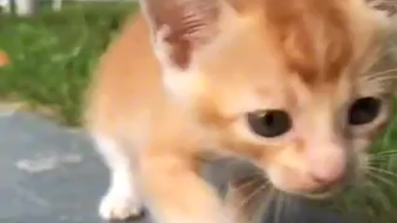 Beautiful cat 🐈 trending video