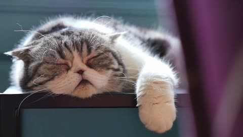 Scottish fold tabby kitten lying on sofa, Pan shot