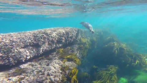 Foca bebé con un sólo ojo adora nadar con buzos