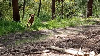 Dog Knows Life Is Good!