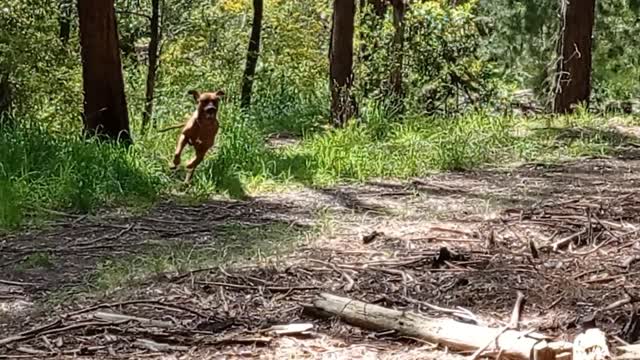 Dog Knows Life Is Good!