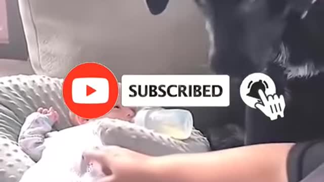 Pets brain training tricks # shorts