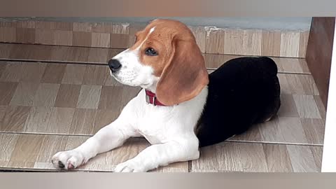 Filhote de Beagle