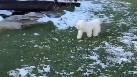 The play of cute Bichon.