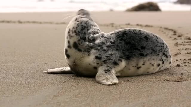 Sea lion in the beach