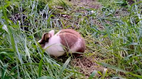 Rabbiting around.