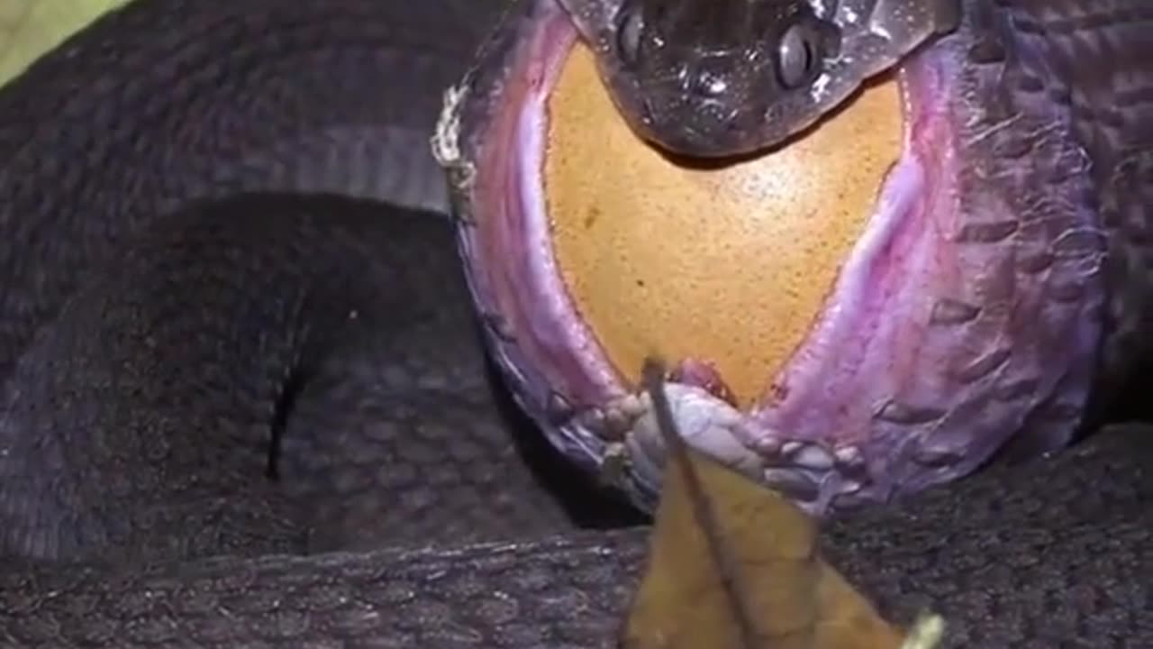 Snake eat egg