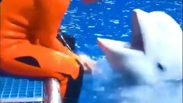 Belaga whale funny video