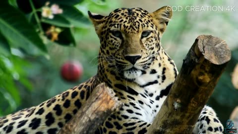 Leopards _ Let's learn about animals _ Exciting World _ Jungle Hunters