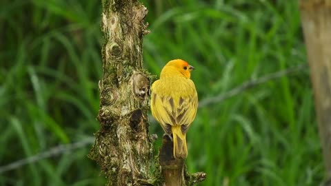 A wonderful bird in the middle of the garden