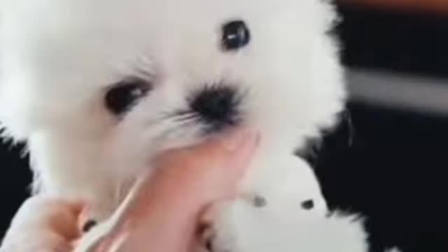 Puppy play with my finger