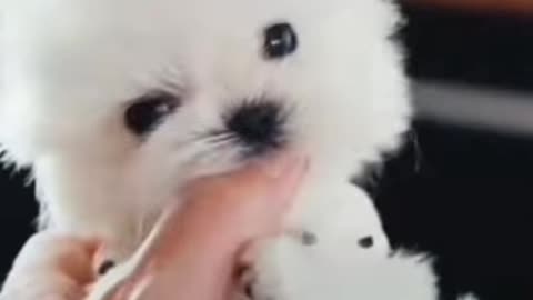 Puppy play with my finger