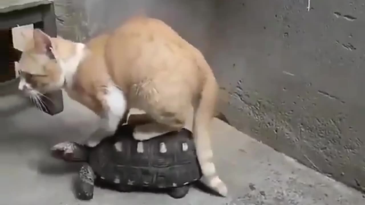 Animal funny video