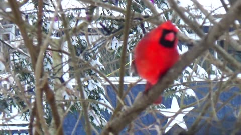 Cardinal