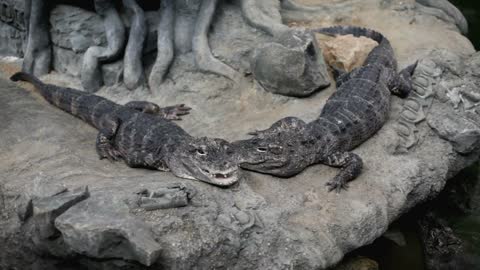 Two Alligators sitting on Rocky area