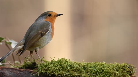 bird in the forest