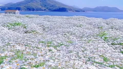 I like the white sea of flowers