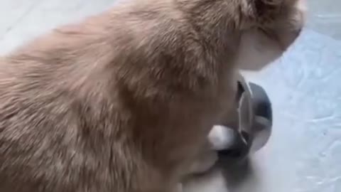 Funny Cat Hungry Asking for Food