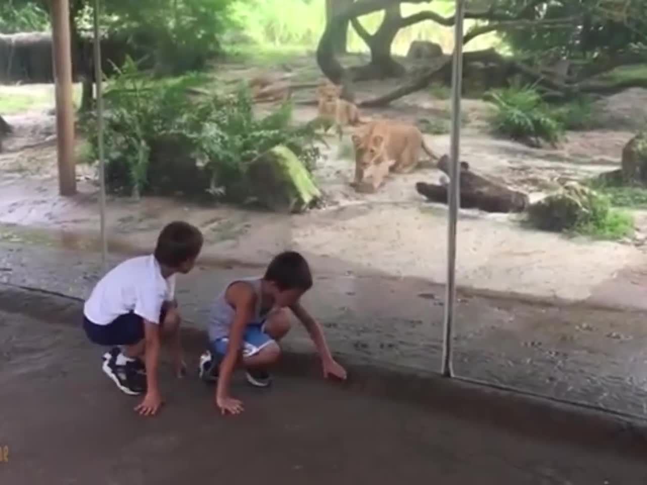 Funny Baby Videos 100 Funniest Moments Baby Meet Animals