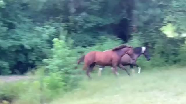 Colt pesters mare trying to enjoy the water