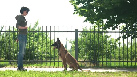 Labrador Puppy Learning and Performing Training Commands | Dog Showing All Training Skills