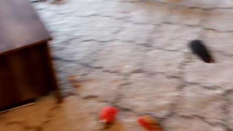 White dog red collar bounces around living room