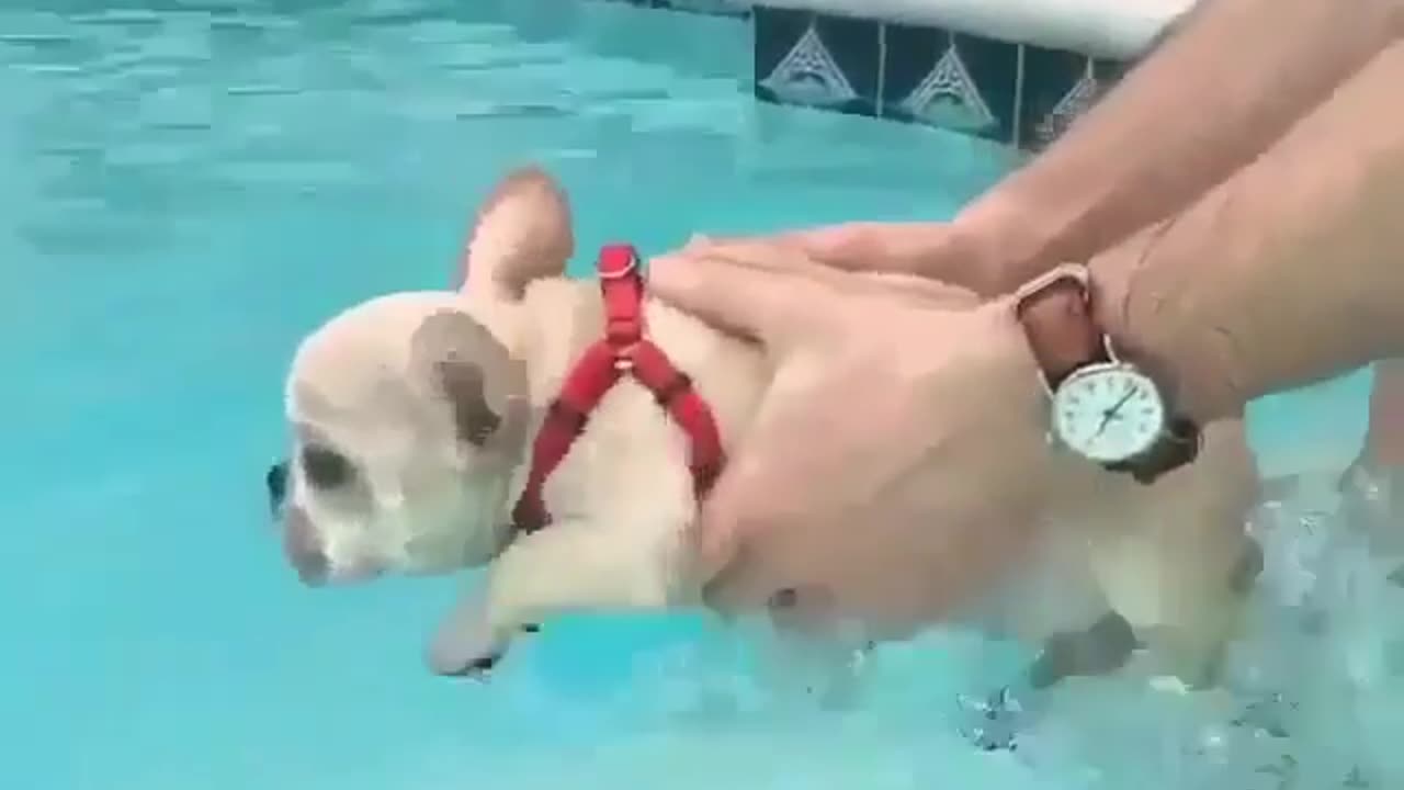 Dog swimming