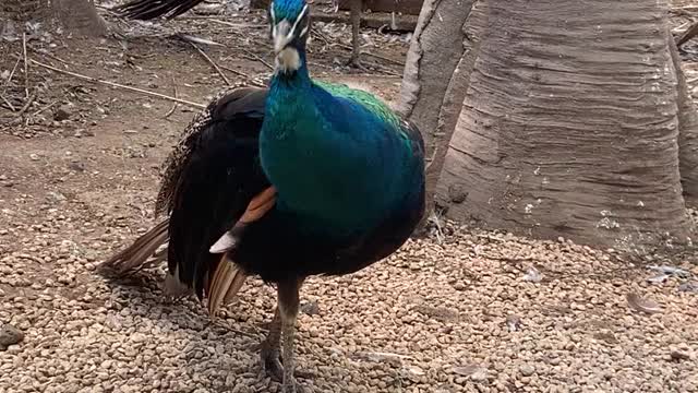 Peacocks stand in the flock of pigeons