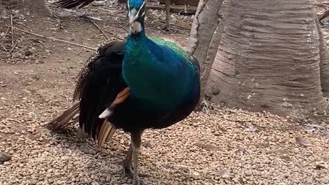 Peacocks stand in the flock of pigeons