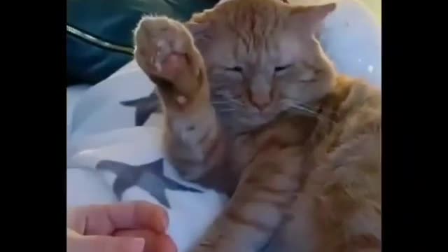 Oh not paw .. but you can touch this one