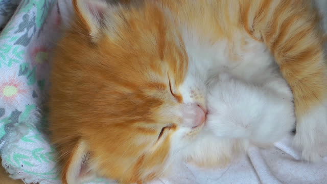 Cat biting his nails.