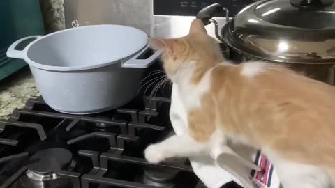 Beautiful cat come to kitchan in my house