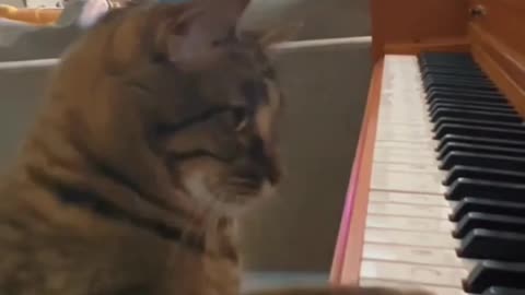 #funny #funnyanimal #animallover #cats #dogs #petlover