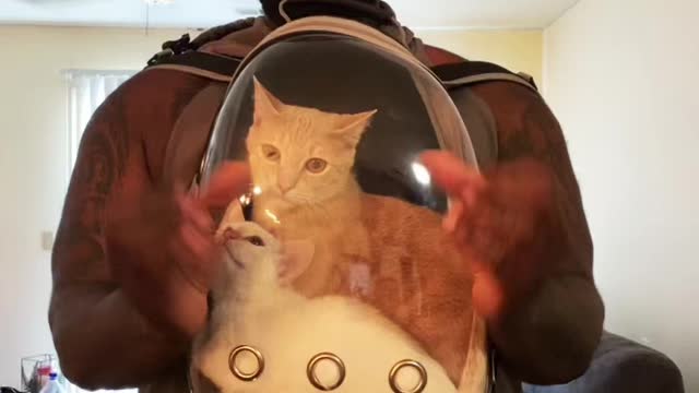 A person carries two cats in a bag and dances with them