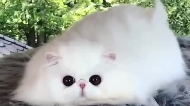 Cute, fluffy cat playing with its owner