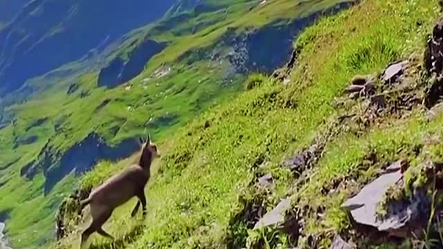 Golden eagle hunts antelope