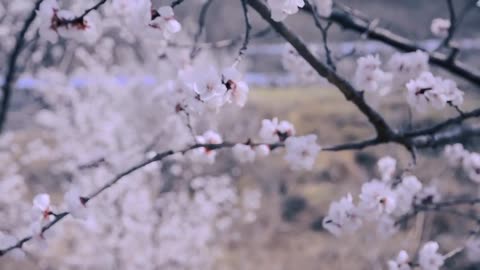 White peach blossoms