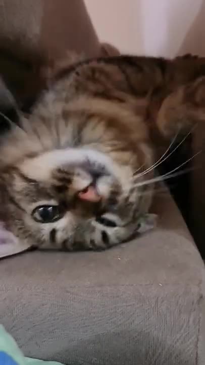 Cute Cat ।। Funny Cat Playing#Shorts