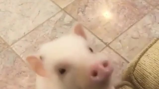 Little cute tiny piglet is always watching on you