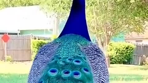 Peacock style