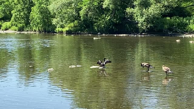 Canadian geese and an imposter