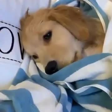 Funny video new activity 🐕