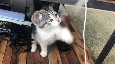 cat playing with duct tape