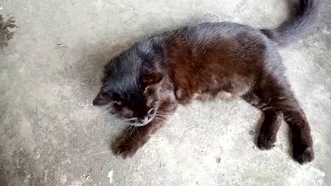 KUCING HITAM KAKINYA BENGKOK