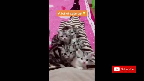 Hilarious Cat Compilation! Four Minutes of Felines.