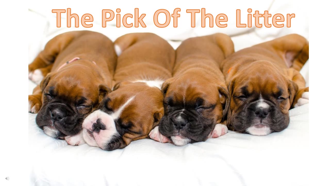 The Pick Of The Litter (July 16, 2011)