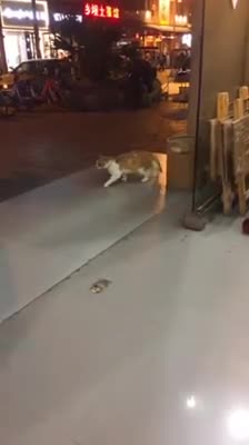 LITTLE CATS DANCE LIKE Michael Jackson